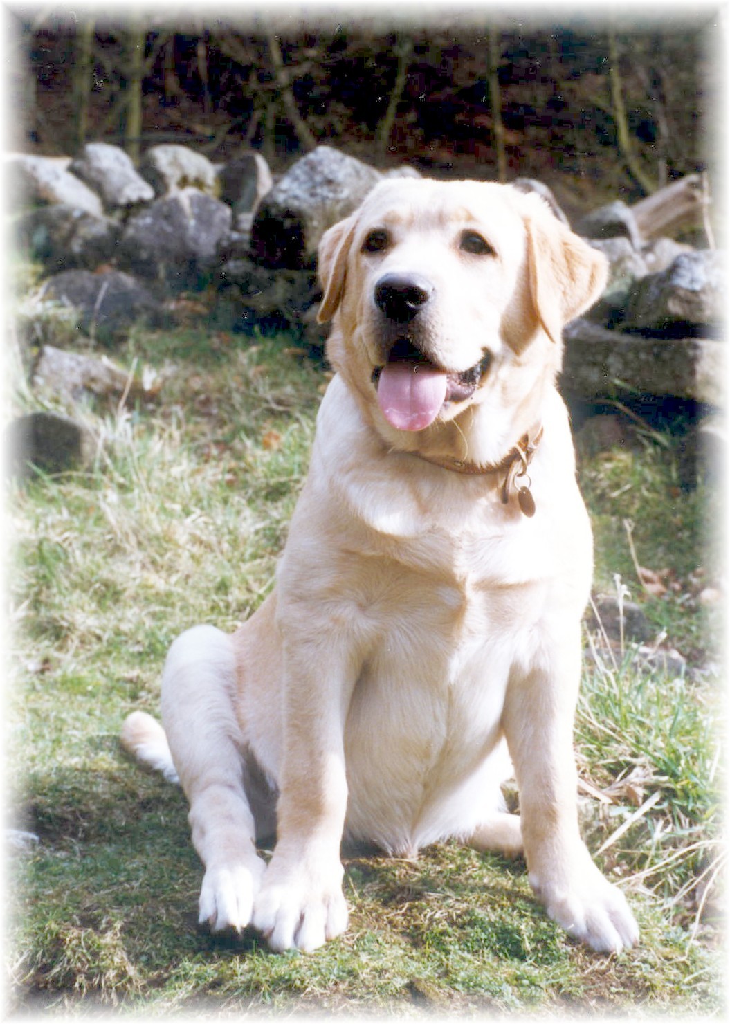   Labrador puppy Sam as Young Lad