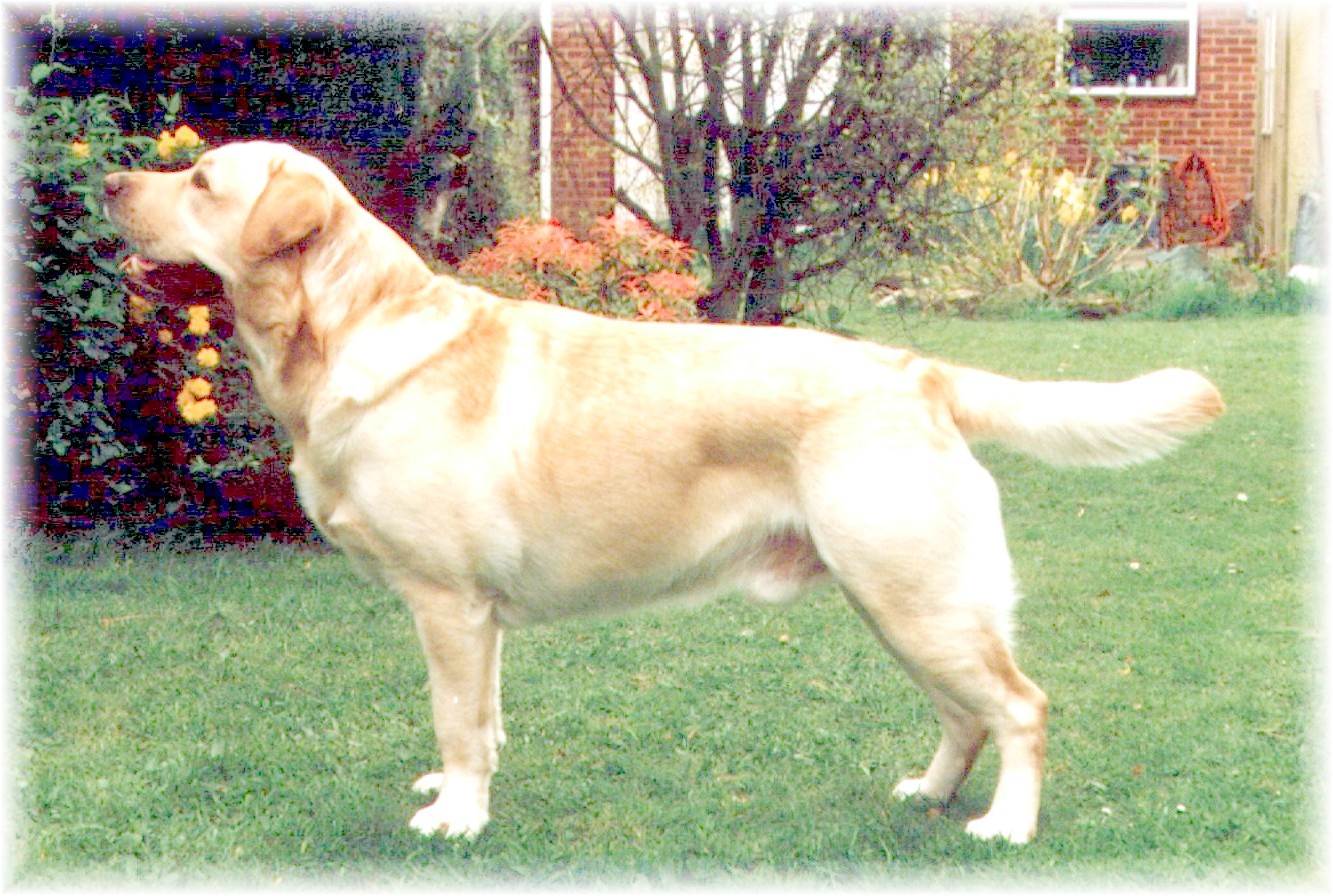 Labrador " Sam", Rocheby Nickel Piece of Oakglen