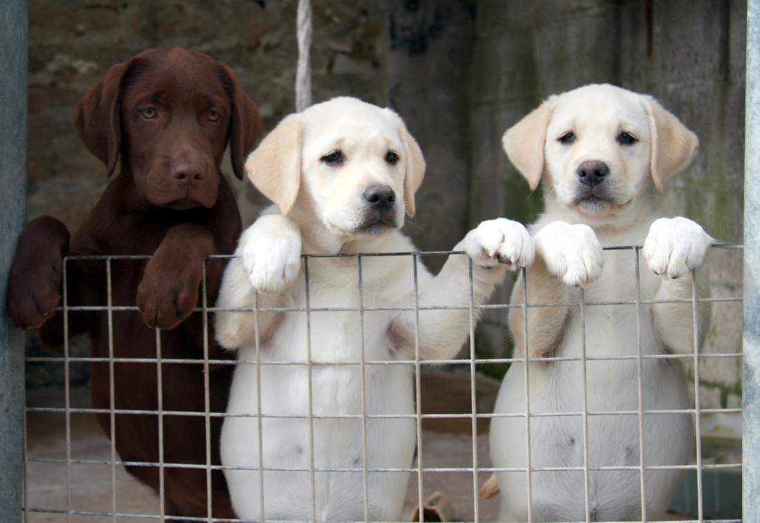 Callie, Purdey and Hamish