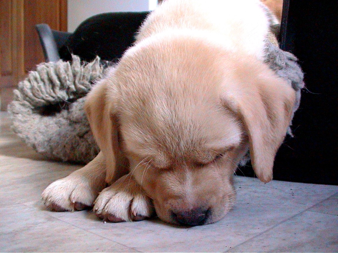 Dog tired, Labrador Puppy