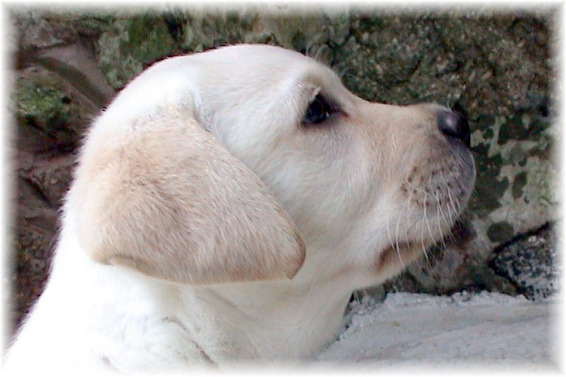 Labrador Puppy "Jake" at seven weeks.