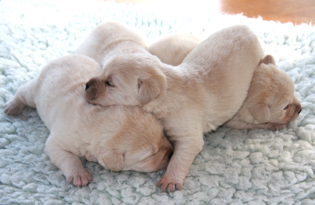 Two week old Yellow Labrador Puppies