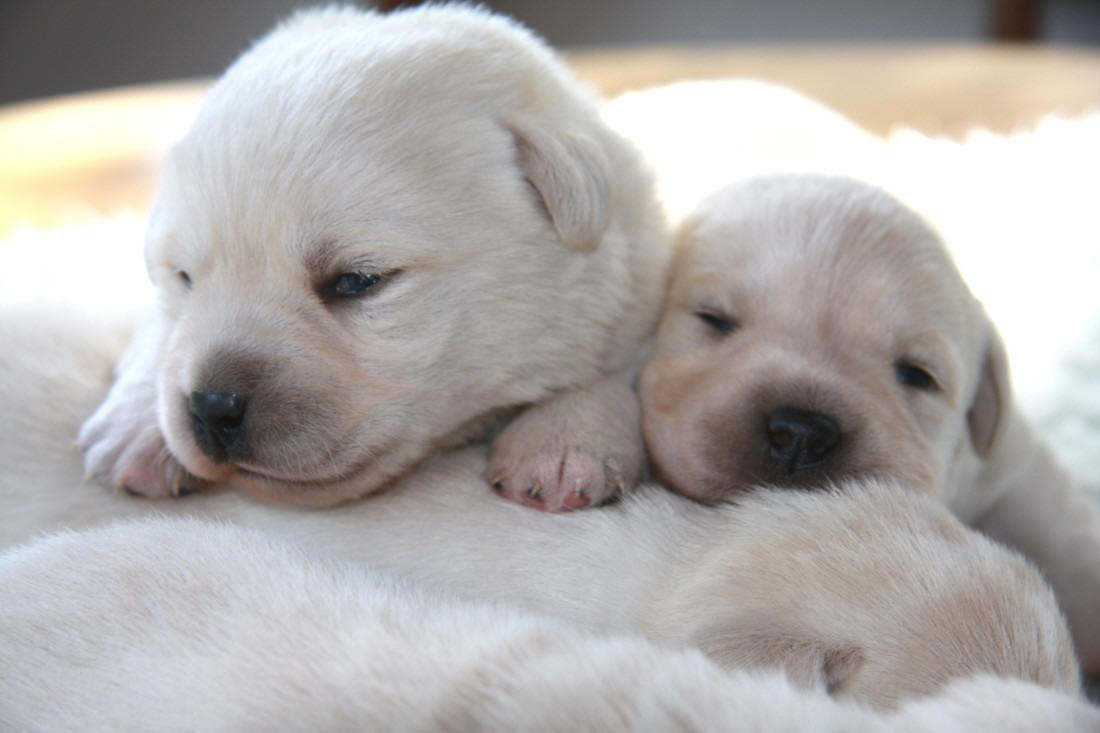 Yellow Labrador Puppies at two weeks of age