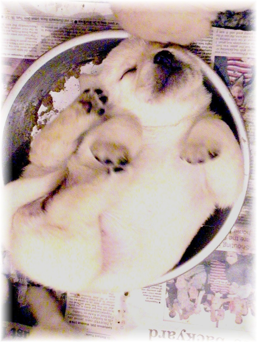 Labrador Puppy