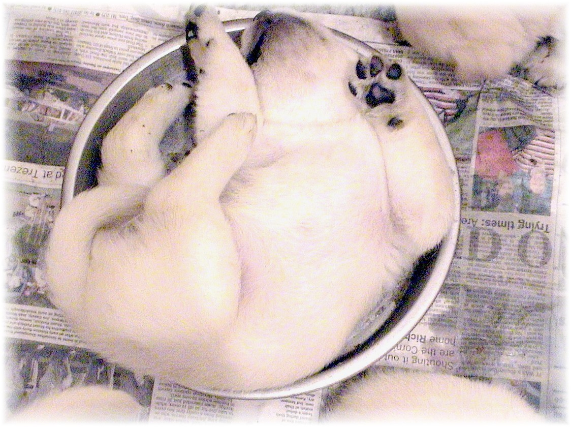labrador puppy