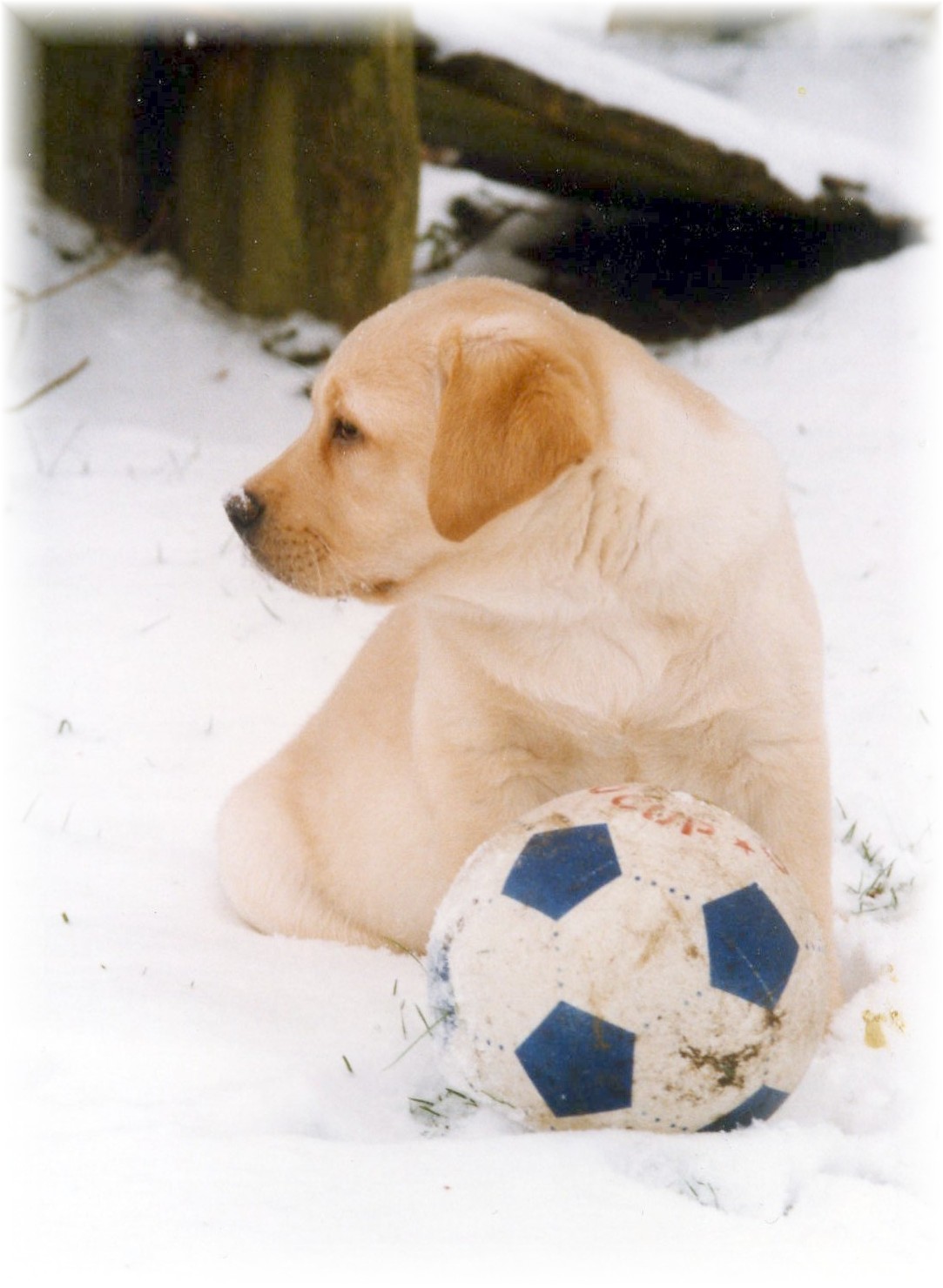 Labrador Puppy "Sam" playing football in the snow.