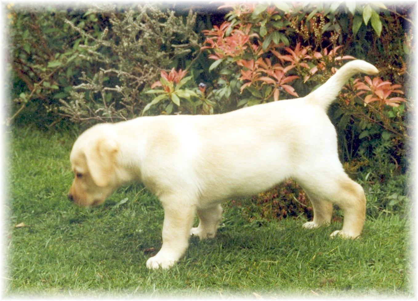Labrador puppy "Heidi"