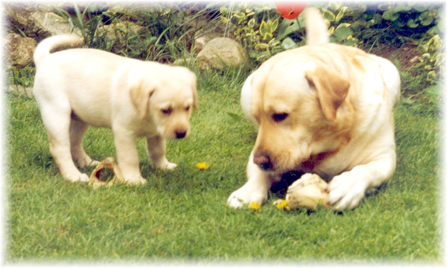 Labrador puppy" Heidi" and Labrador "Sam";- lets share that bone