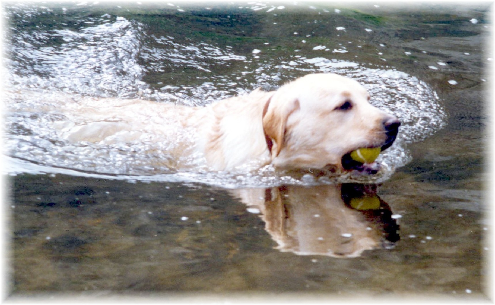  Labrador "Sam", Rocheby Nickel Piece of Oakglen, Swimming