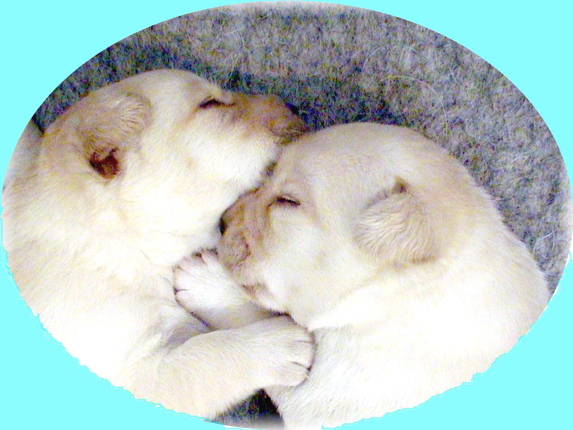 Labrador puppies at two weeks.