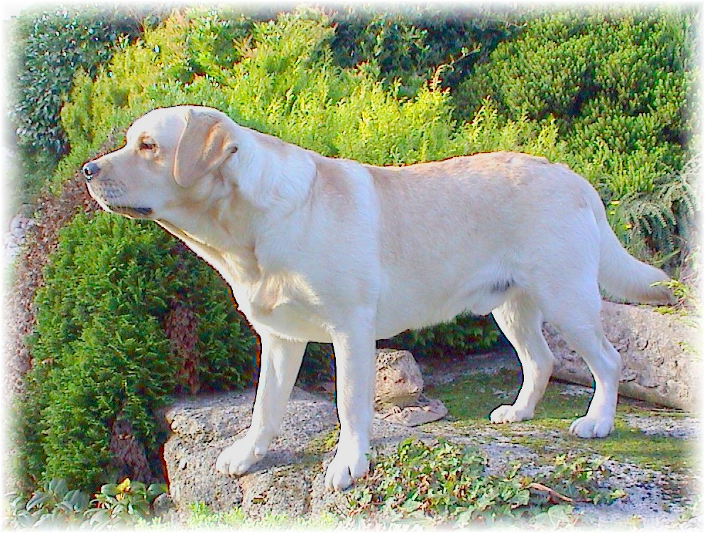 Labrador Retriever, Oakglen Normandy