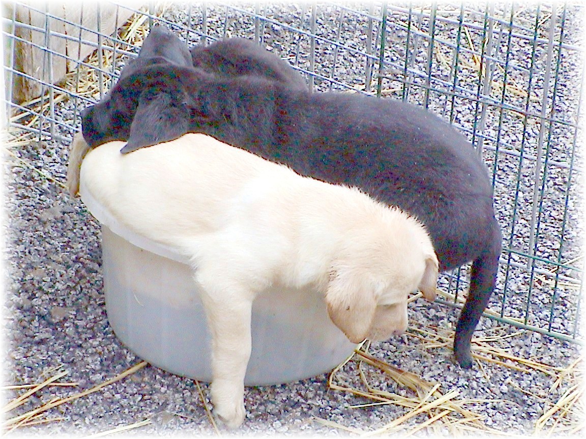 Four Labrador Puppies to a bucketl !